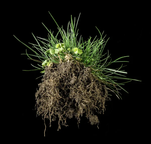 Turf gräs och jord — Stockfoto