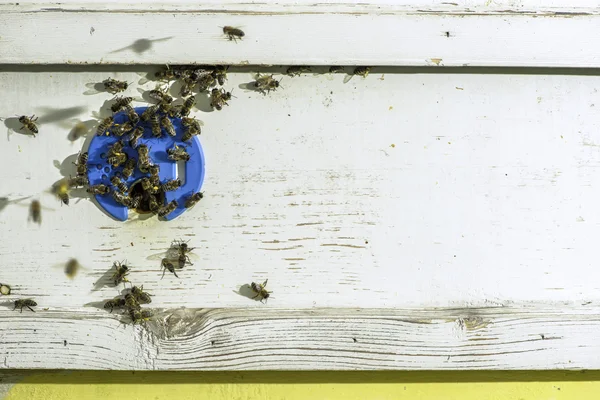 Bijen die de korf binnengaan — Stockfoto