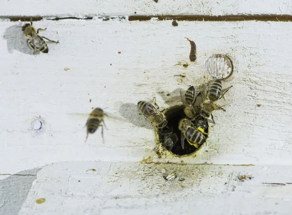 Пчелы входят в улей — стоковое фото