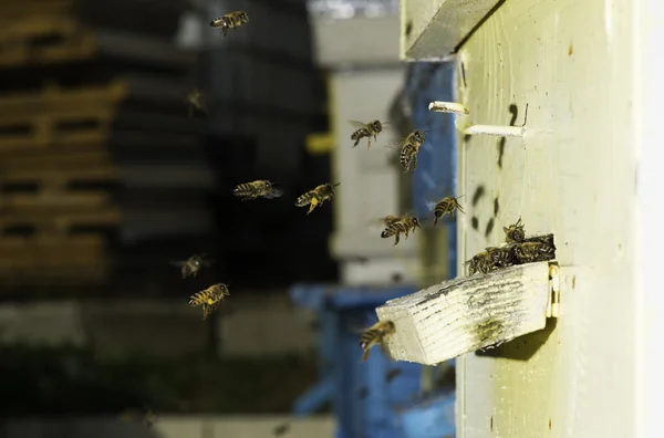 Bienen dringen in den Stock ein — Stockfoto