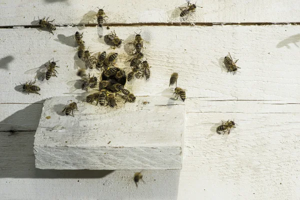 Abejas entrando en la colmena —  Fotos de Stock