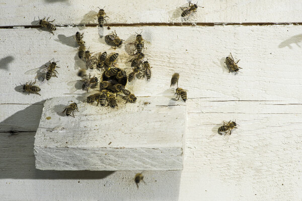 Bees entering the hive