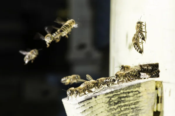 蜜蜂进入蜂窝 — 图库照片