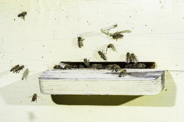 Bienen dringen in den Stock ein — Stockfoto