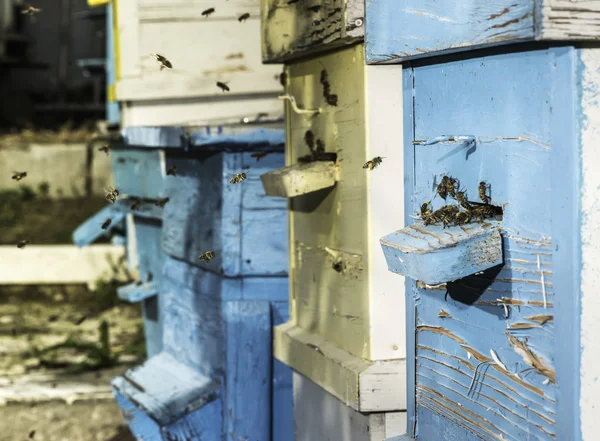 Bienenschwarm fliegt zum Bienenstock — Stockfoto