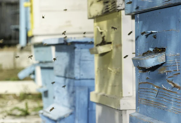 Swarm of bees fly to beehive — Stock Photo, Image