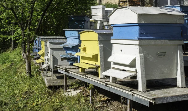 Zwerm bijen vlieg naar Bijenkorf — Stockfoto