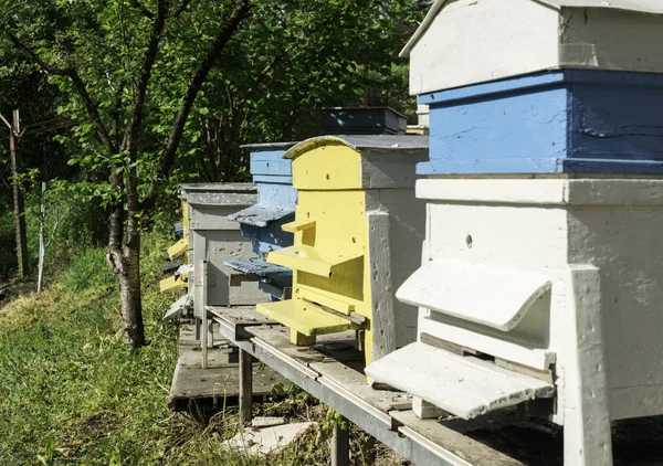 Un essaim d'abeilles vole vers la ruche — Photo