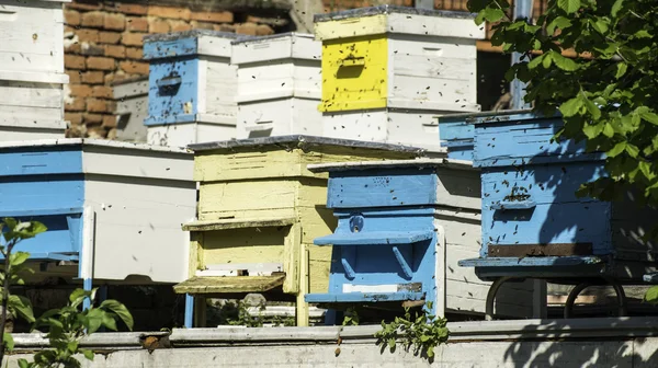 Un essaim d'abeilles vole vers la ruche — Photo