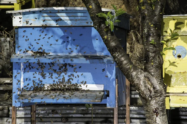 Un essaim d'abeilles vole vers la ruche — Photo