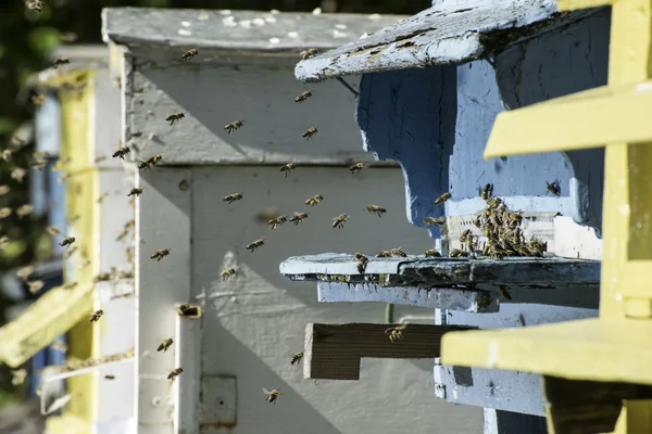 Beehive に蜂フライの群れ — ストック写真