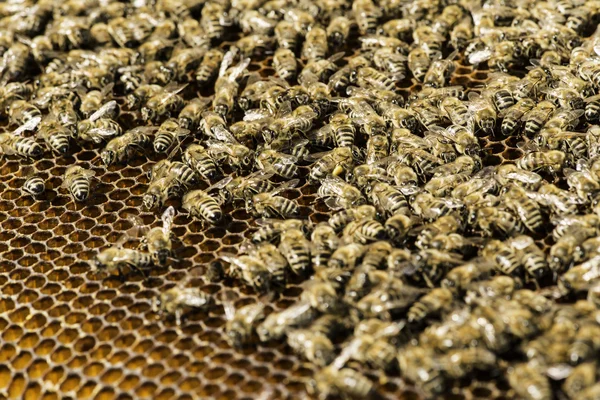 Närbild honungskakor — Stockfoto