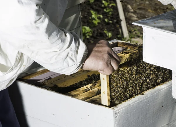 Apicultor olhar favos de mel — Fotografia de Stock
