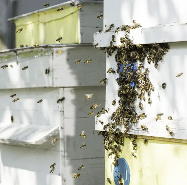 Bienenschwarm fliegt zum Bienenstock. — Stockfoto