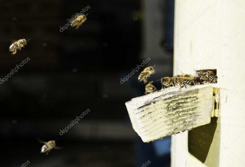 Bees entering the hive