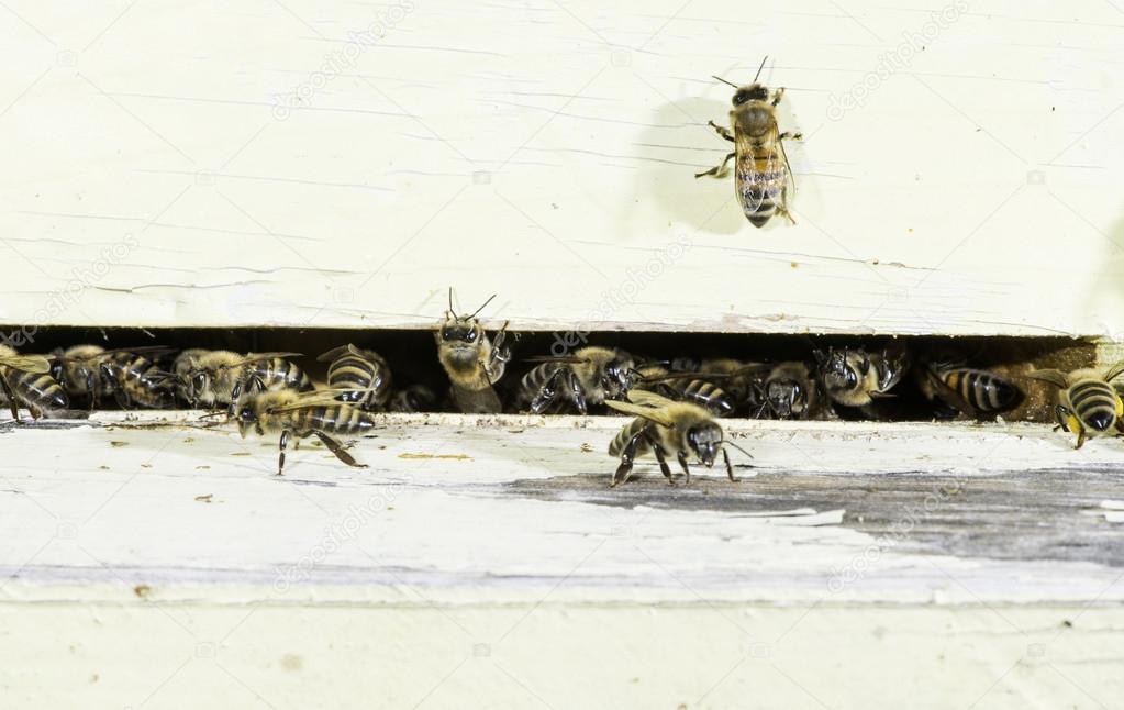 Bees entering the hive