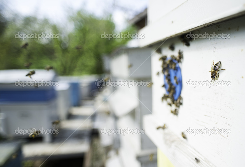 Swarm of bees fly to beehive