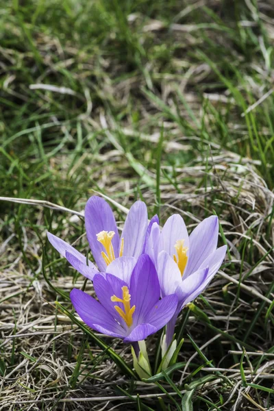 Blå krokus — Stockfoto