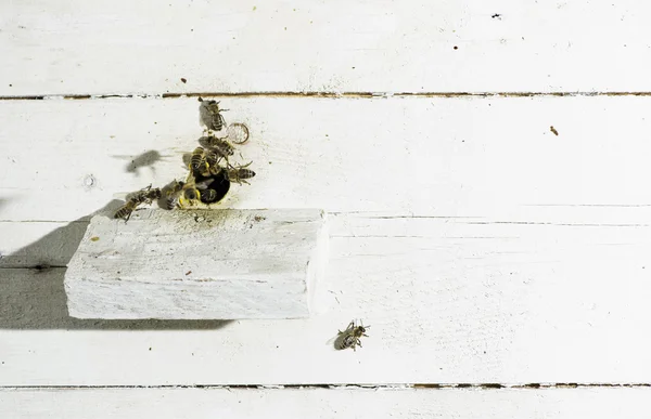 Μέλισσες εισέρχονται στην κυψέλη — Φωτογραφία Αρχείου