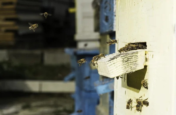 Abeilles entrant dans la ruche — Photo