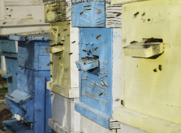 Zwerm bijen vlieg naar Bijenkorf — Stockfoto