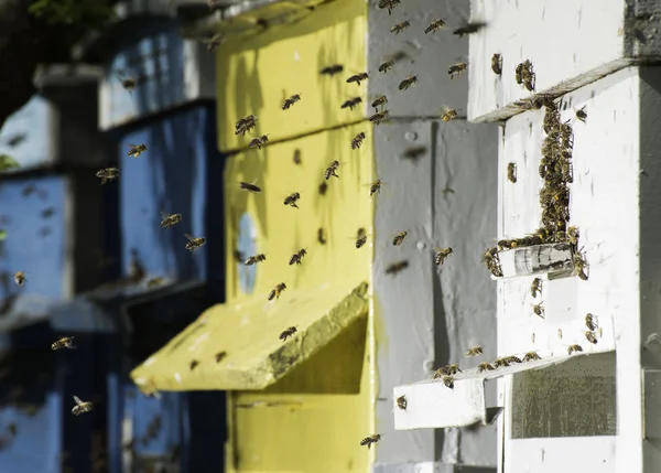 Enjambre de abejas vuelan a la colmena — Foto de Stock