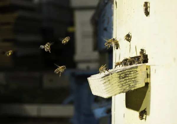 Pszczoły wchodzące do ula — Zdjęcie stockowe