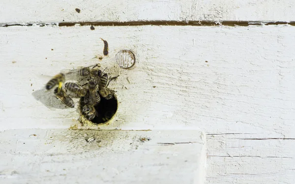 Abejas entrando en la colmena — Foto de Stock