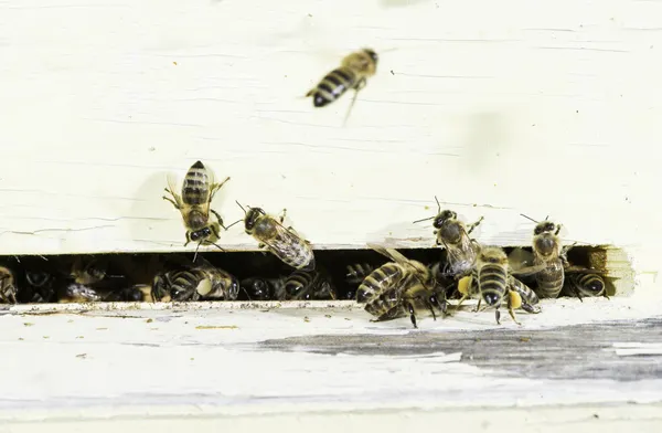 Abeilles entrant dans la ruche — Photo