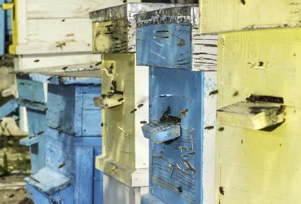 Un essaim d'abeilles vole vers la ruche — Photo