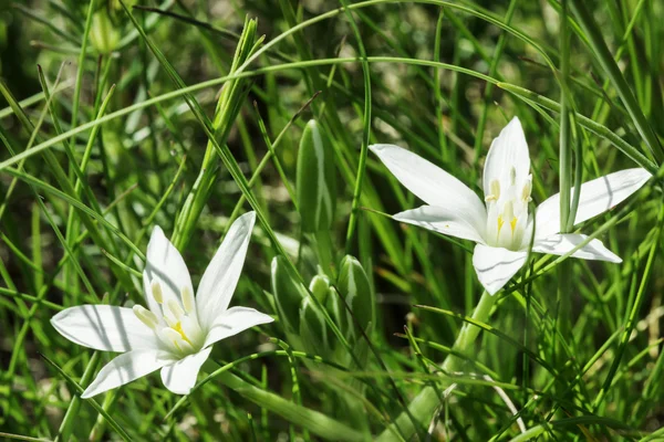 白色的花和绿色的草地上 — 图库照片
