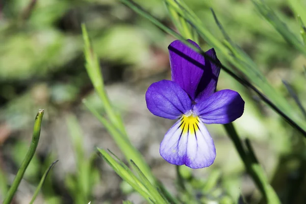 Violetta blommor och gröna blad — Stockfoto