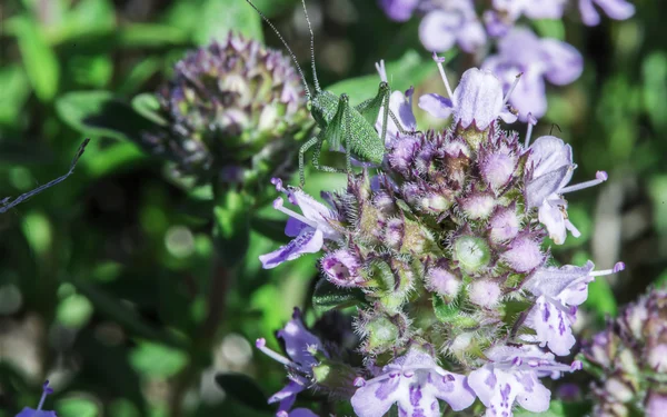 Bloem tijm in de natuur — Stockfoto