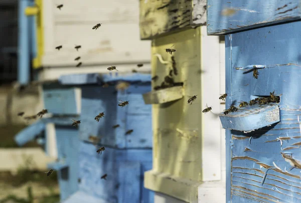 Enjambre de abejas vuelan a la colmena — Foto de Stock