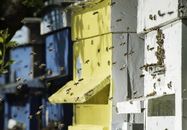 Enjambre de abejas vuelan a la colmena —  Fotos de Stock