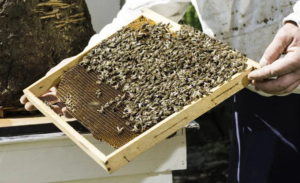 Včelař vypadat voštiny — Stock fotografie