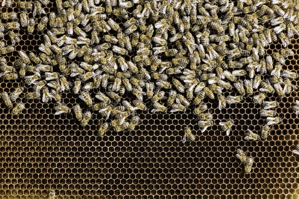 Waben aus nächster Nähe — Stockfoto