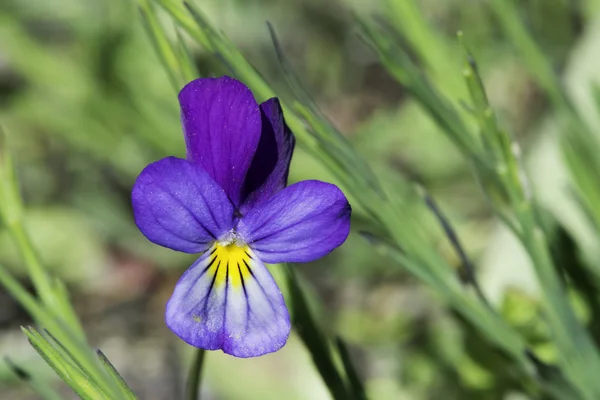 Flor violeta e folhas verdes — Fotografia de Stock