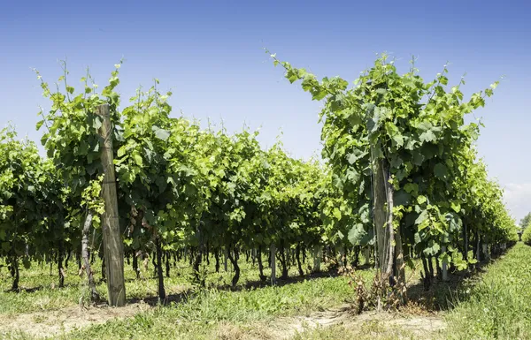 Viñedos verdes — Foto de Stock