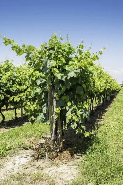 Grønne vinmarker - Stock-foto