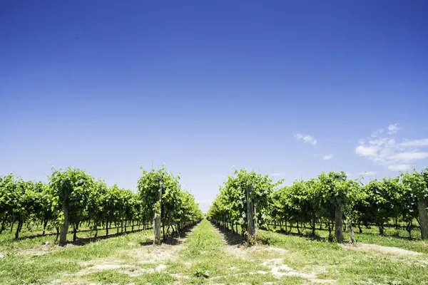 Vinhas verdes — Fotografia de Stock