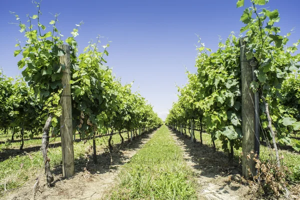 Groene wijngaarden — Stockfoto