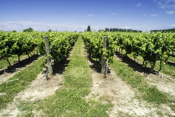 Groene wijngaarden — Stockfoto