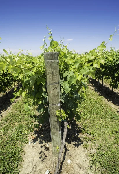 Groene wijngaarden — Stockfoto