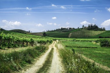 üzüm bağları ve İtalya farm road