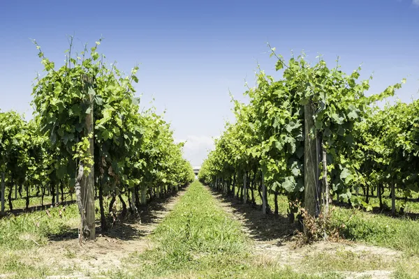 Groene wijngaarden — Stockfoto