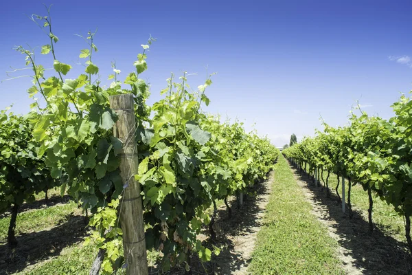 Viñedos verdes — Foto de Stock