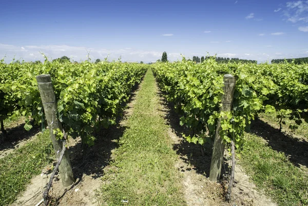 Green Vineyards — Stock Photo, Image