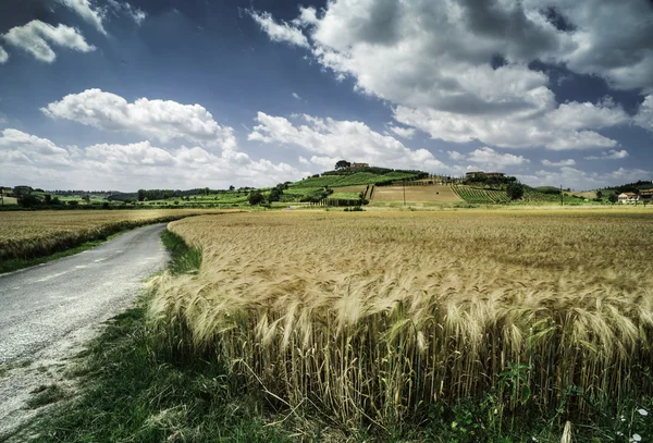 Cultivos de cereales y granja en Toscana — Foto de Stock