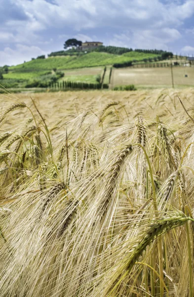 Cereal crops and farm in Tuscany — Stock Photo, Image